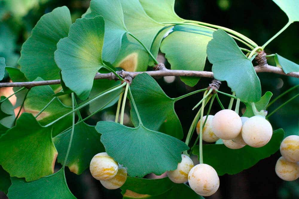 Ginkgo biloba