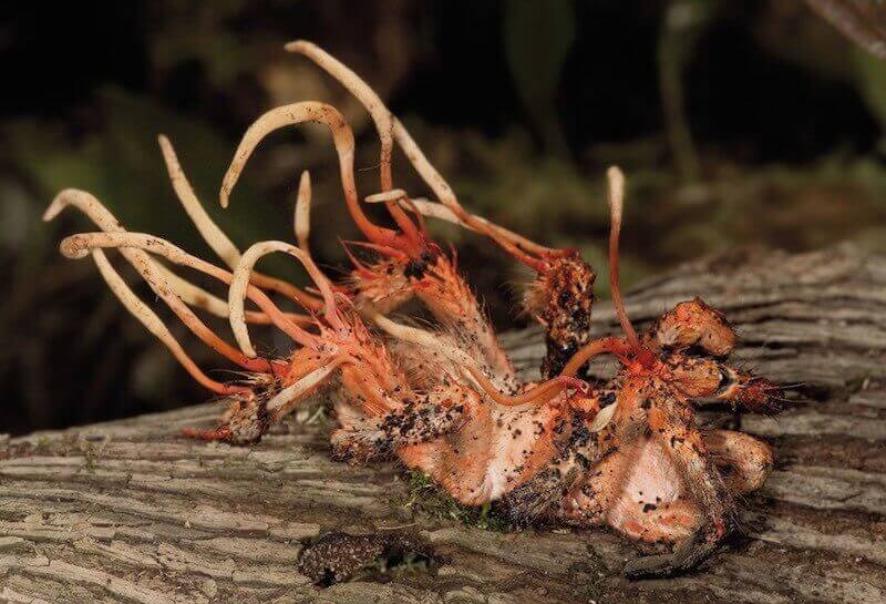 Cordyceps