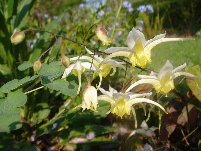 Horny goat weed